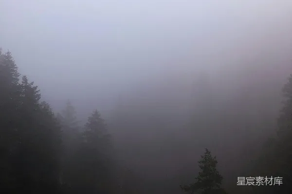 高清摄影 雾中森林