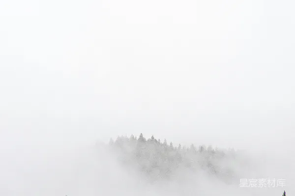 高清摄影 雾中的森林