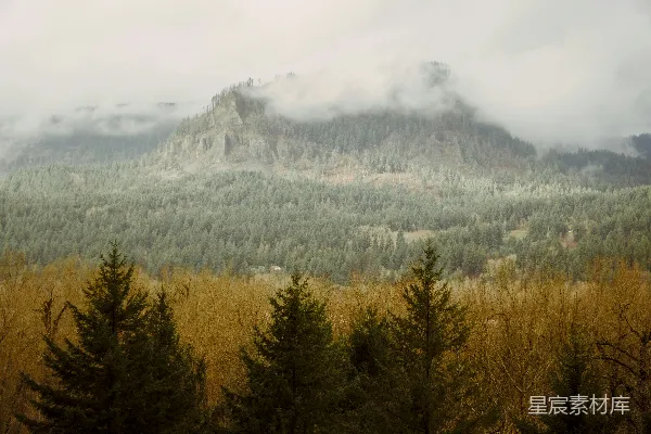 高清摄影 雾中森林的宁静山景