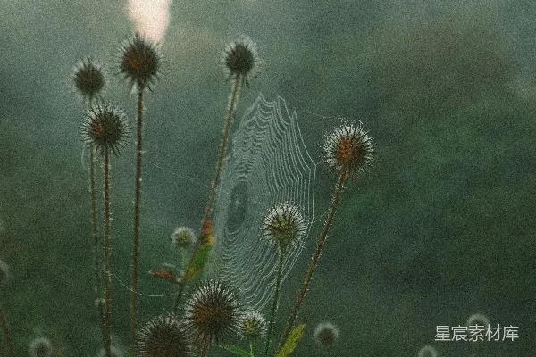 高清摄影 晨雾中的蛛网