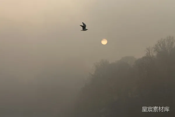 高清摄影 晨雾中的孤鸟