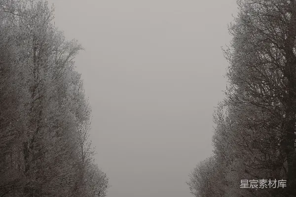 高清摄影 冬日雾中的森林