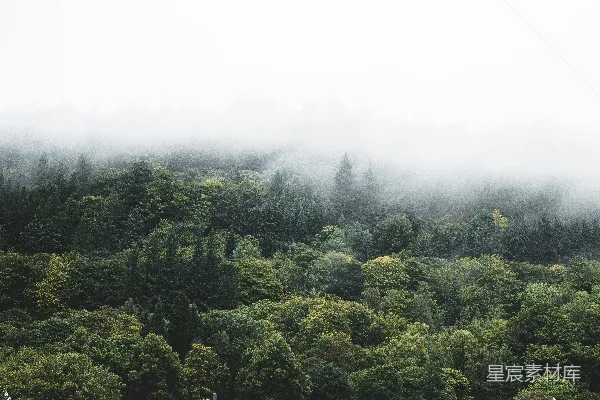 高清摄影 雾中森林