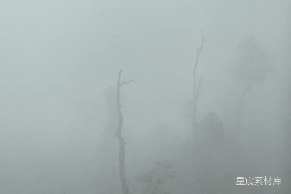 高清摄影 雾中枯木