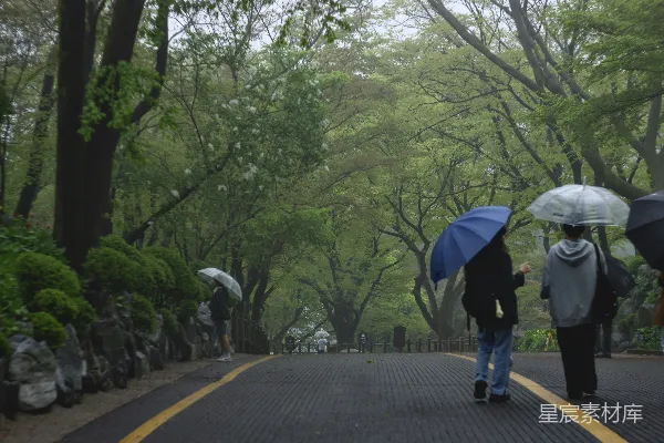高清摄影 雨中漫步的绿意盎然
