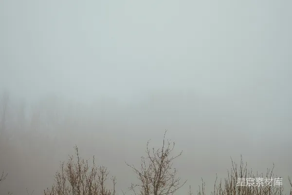 高清摄影 雾中的树木