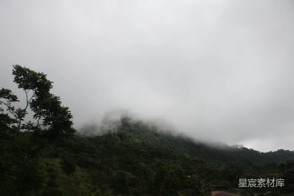 高清摄影 雾中的丛林