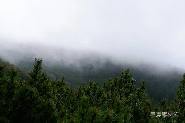 高清摄影 雾中的松林