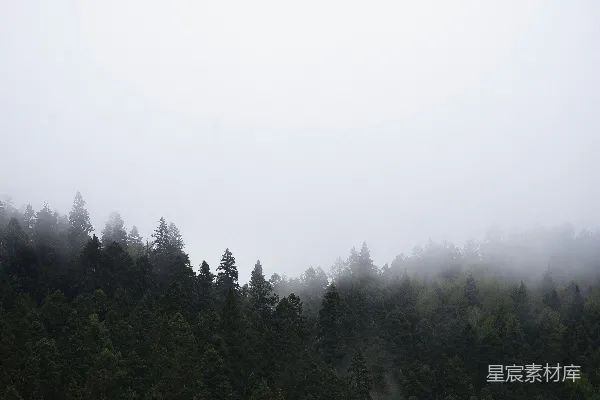 高清摄影 雾中松林