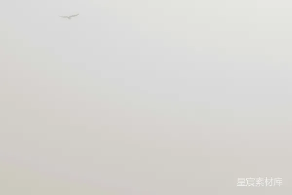 高清摄影 雾中的海滩漫步者