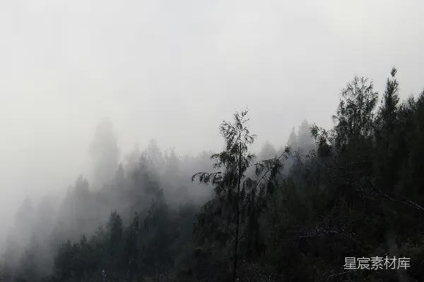 高清摄影 雾中的树林