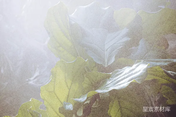 高清摄影 阳光透过树叶
