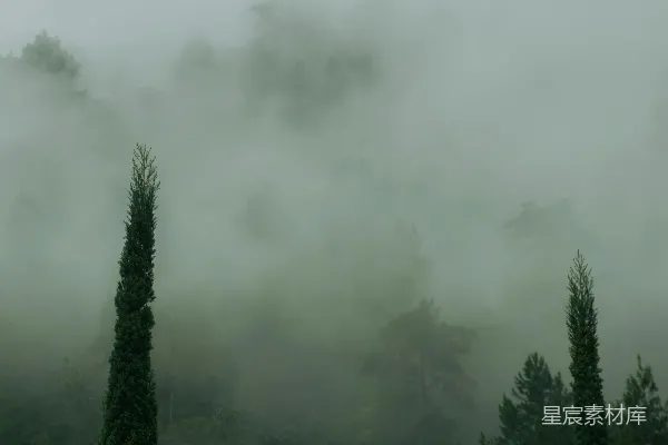 高清摄影 雾中的森林