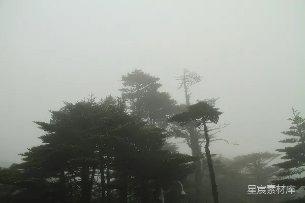 高清摄影 雾中松树