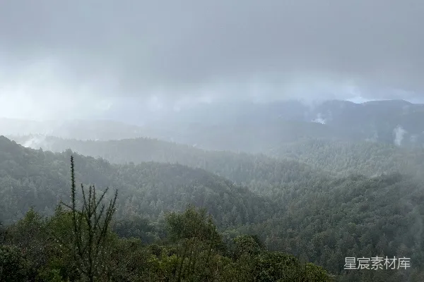 高清摄影 雾中的森林