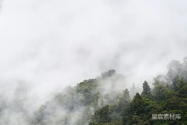 高清摄影 雾中的森林