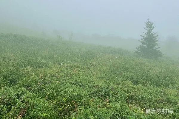 高清摄影 雾中绿野