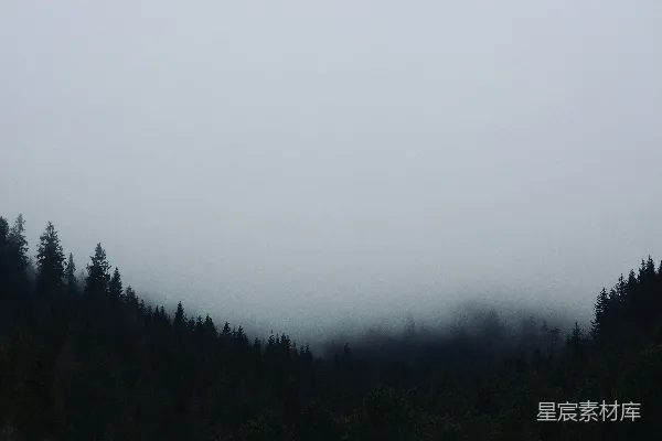高清摄影 雾中的森林