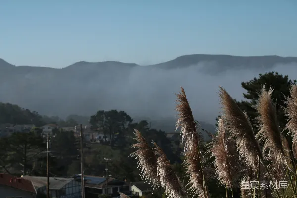 高清摄影 晨雾中的山丘与芦苇