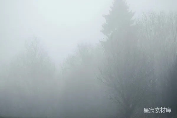 高清摄影 雾中的森林