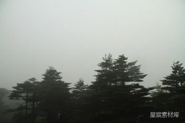 高清摄影 雾中松林