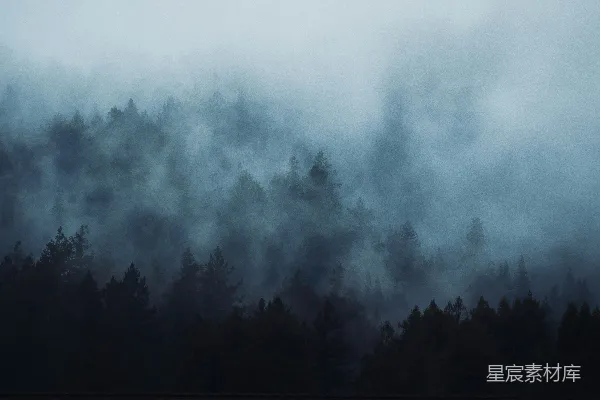 高清摄影 雾中松林