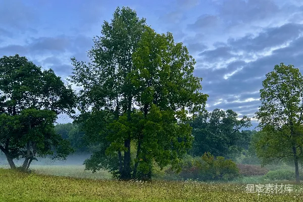 高清摄影 晨雾中的绿野