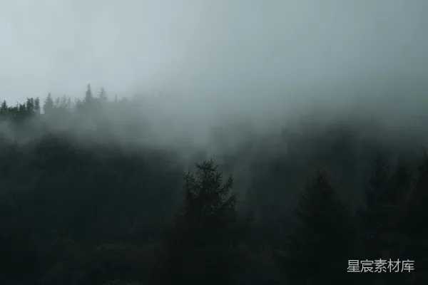 高清摄影 雾中的森林