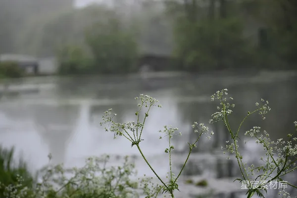 高清摄影 雨后静谧的湖畔植物