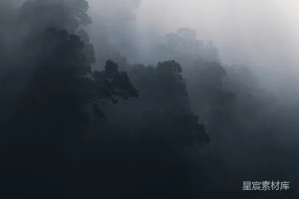 高清摄影 雾中森林