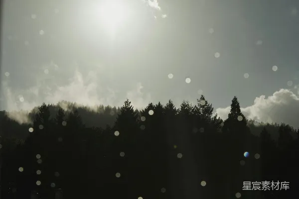 高清摄影 晨光中的森林