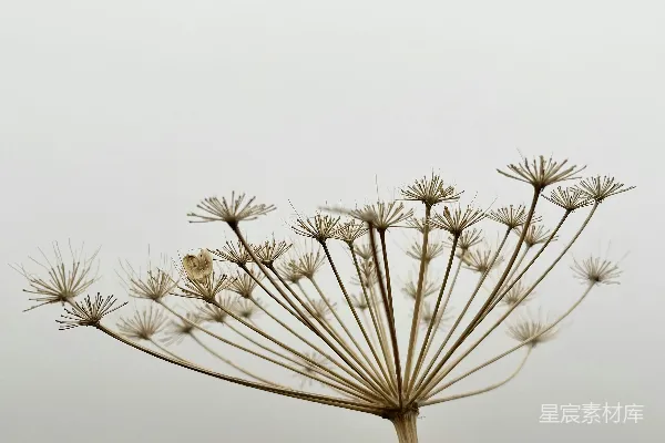 高清摄影 秋日雾中的干花