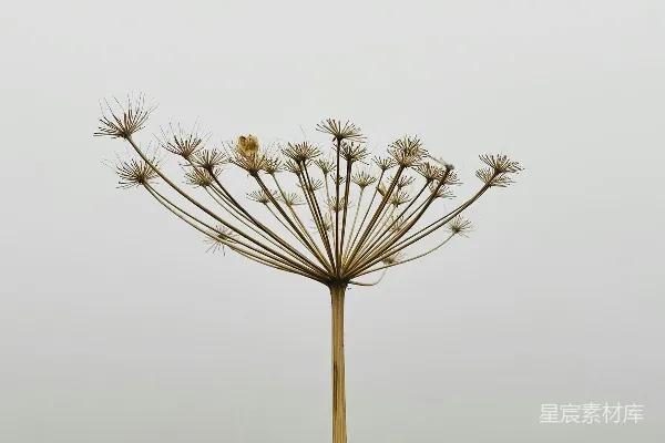 高清摄影 晨雾中的孤独花序