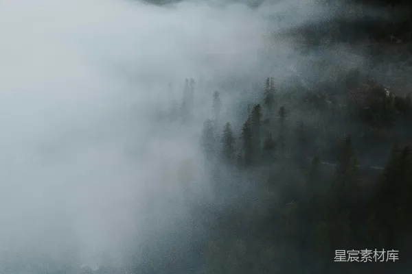 高清摄影 雾中松林