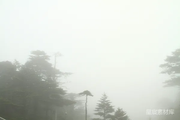 高清摄影 雾中松林