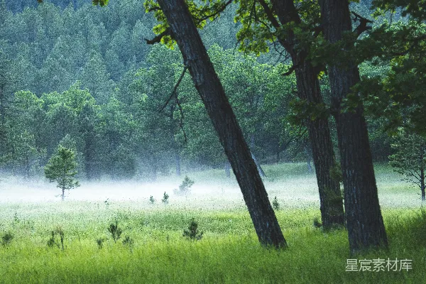 高清摄影 晨雾中的森林