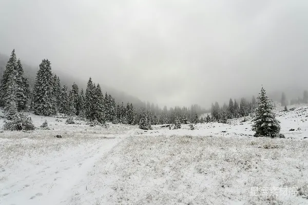高清摄影 雪后的宁静森林