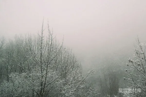 高清摄影 冬日雾凇森林