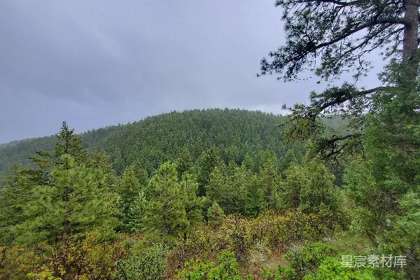 高清摄影 山间松林