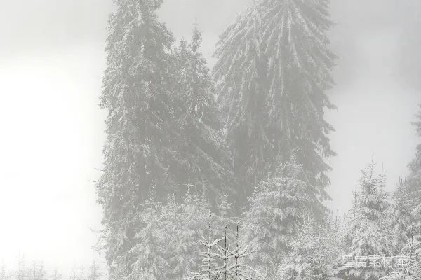 高清摄影 冬日雪景中的松树