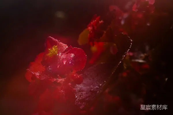 高清摄影 晨光中的红花