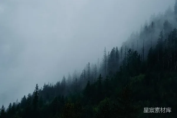 高清摄影 雾中森林