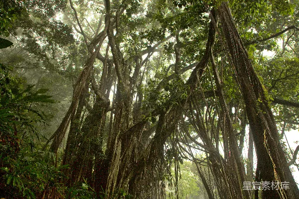 高清摄影 热带雨林的神秘与美丽