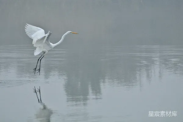 高清摄影 白鹭展翅于湖面