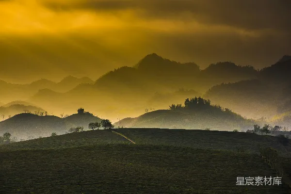 高清摄影 茶山晨雾