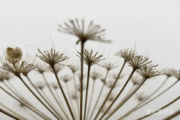 高清摄影 枯萎的花穗