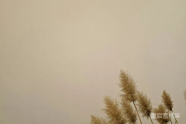 高清摄影 芦苇与天空
