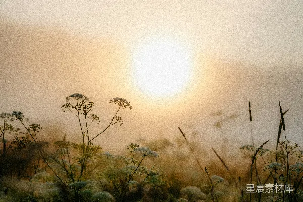 高清摄影 晨光中的野花