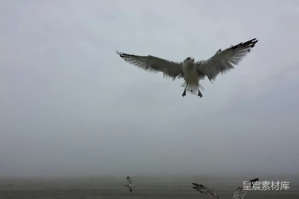 高清摄影 雾中飞翔的海鸥