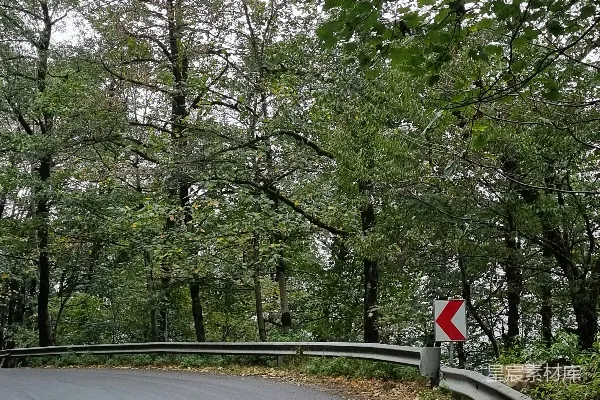 高清摄影 森林中的蜿蜒道路